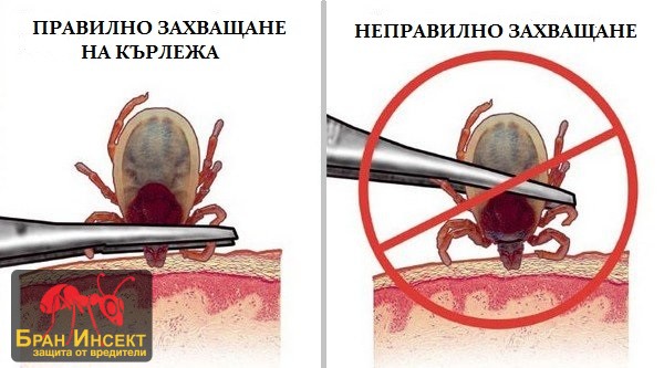 Как се захваща кърлеж при премахване